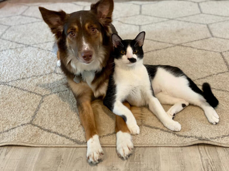 Our Top 2022 Blogs- Facing Challenging Times with Compassion, Collaboration, and Innovation - Dog and cat sitting snuggled up on a rug.