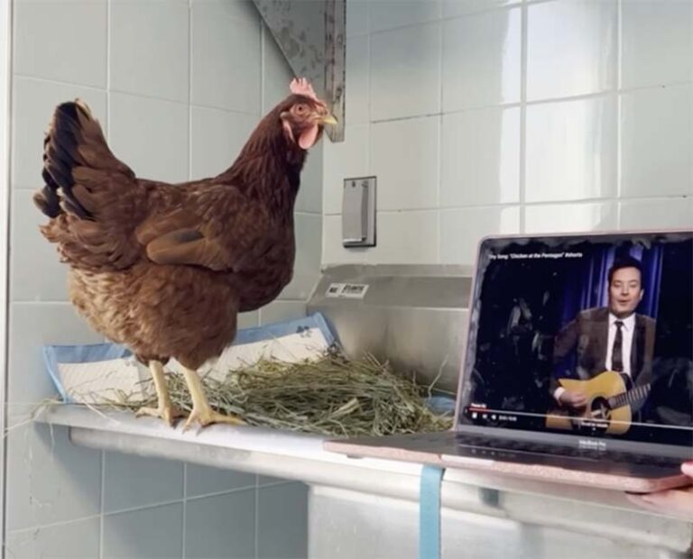 chicken watching jimmy fallon