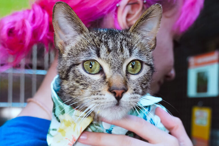 Philanthropy and Fundraising - Pink haired woman holding a cat at Austin Pets Alive! - Human Animal Support Services