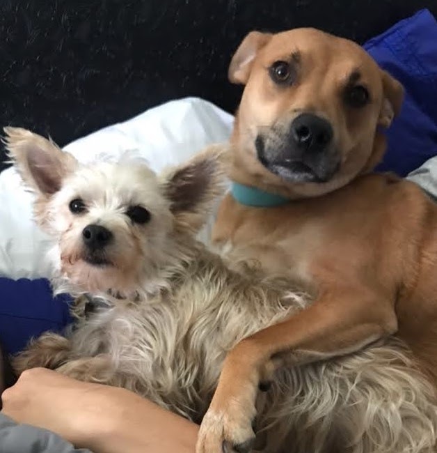 little brown dog and white dog laying together