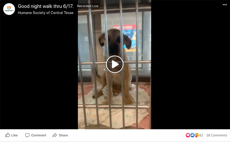 Screenshot of Facebook live from shelter