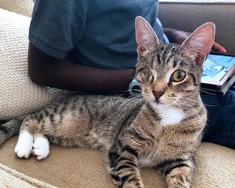 One eyed cat sitting next to a boy working on a tablet.