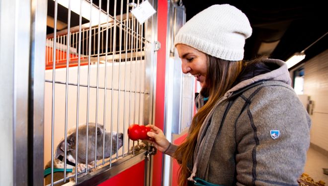 Woman standing at a kennel holding a toy up to a grey dog - Space Crisis - HASS and HeARTs Speak Communications Kits