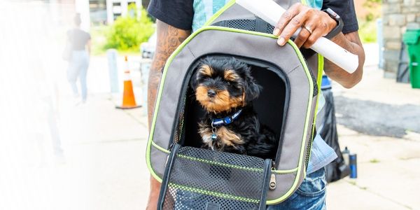Small black and tan dog in a pet carrier, held by a person - Supported Self-Rehoming Without Surrendering: Setting Up Supportive Services with Safety and Success
