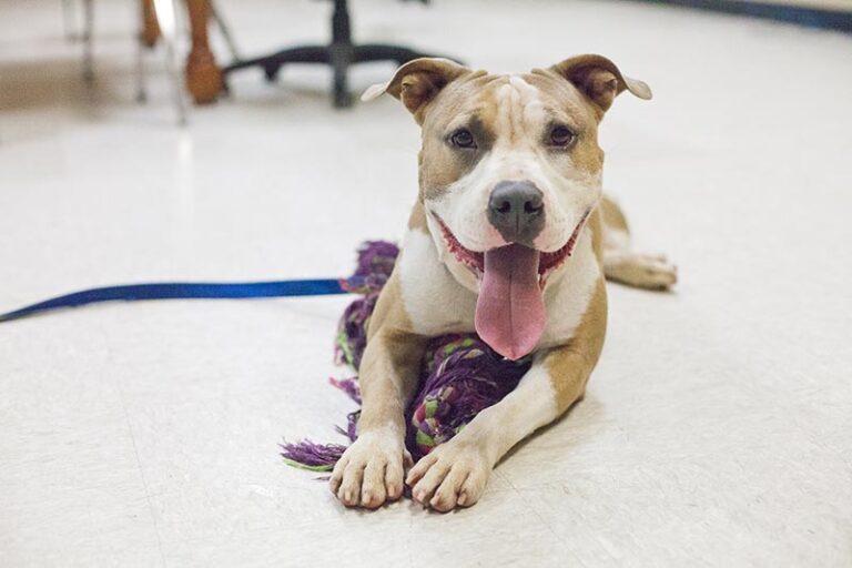 Tan and white dog sitting on tile floor. - Continuing the Conversation on "The Lives and Deaths of Shelter Animals": A Q&A with Dr. Katja M. Guenther