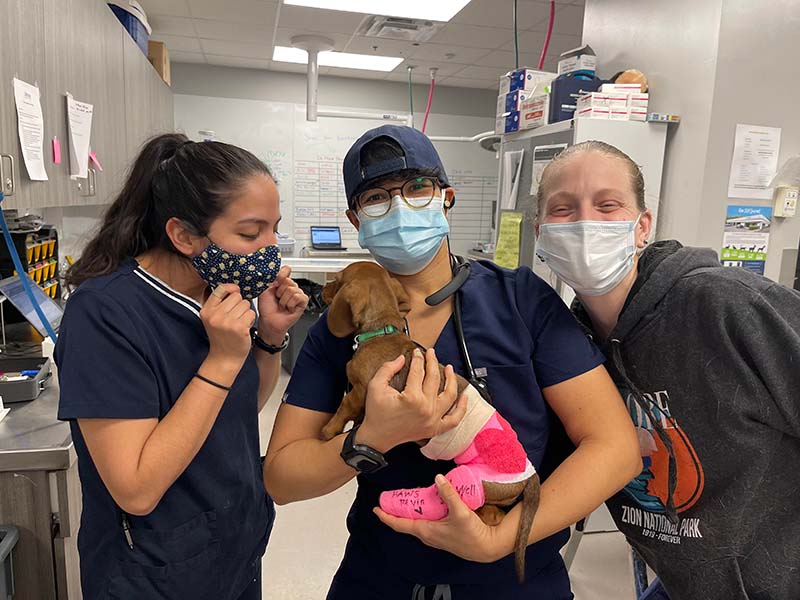 Lifeline teammates in the clinic holding a dog