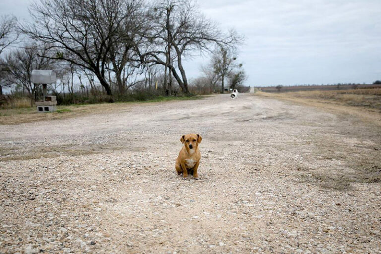 small lost brown dog on dirt road