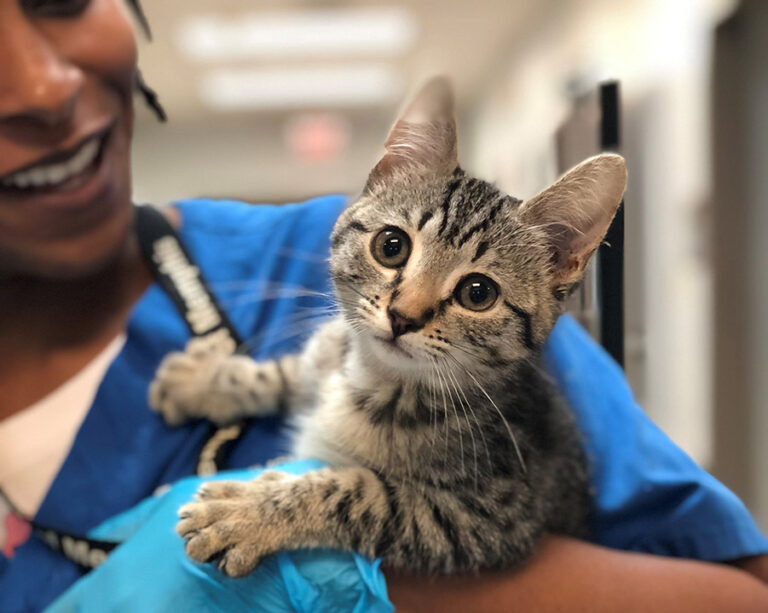 The H in HASS: Q&A - Cat being held by clinic staff