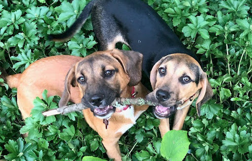 Two Dogs Holding a Stick | Lifesaving Paw-tnerships- How to Build and Sustain Healthy Relationships Between Rescues and Shelters