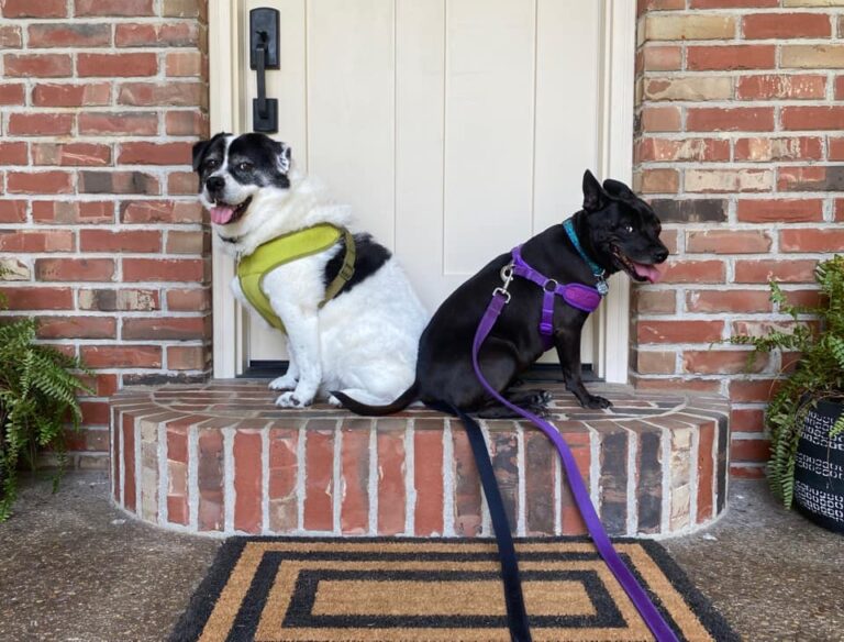 Two Dogs Sitting on a Doorstep | 5 Kits, Infographics, and Tools to Get More Lost Pets Back Home to Their Families
