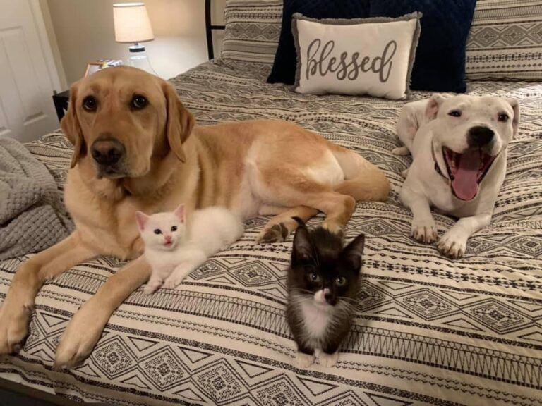 Two dogs and two kittens on bed | Did You Know You Can Adopt Pets Straight From Members of Your Own Community