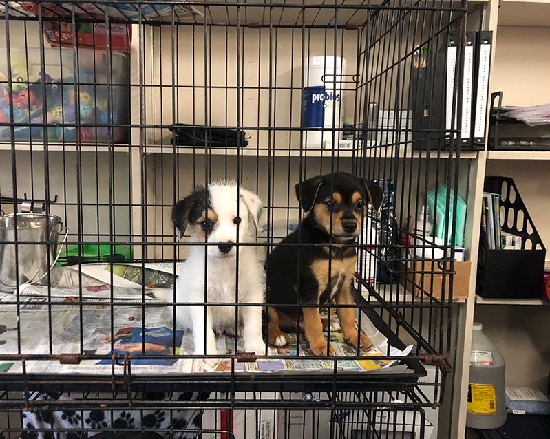Two small puppies in a kennel - Here’s How Your Shelter Can Get Help With Basically Anything, for Free