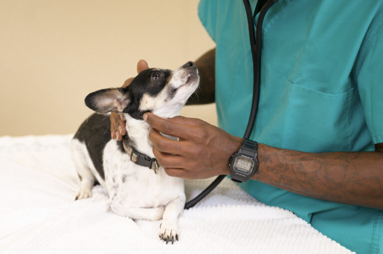 Why Can’t Vets at Texas Animal Shelters Treat Owned Pets? - small dog being treated by a vet