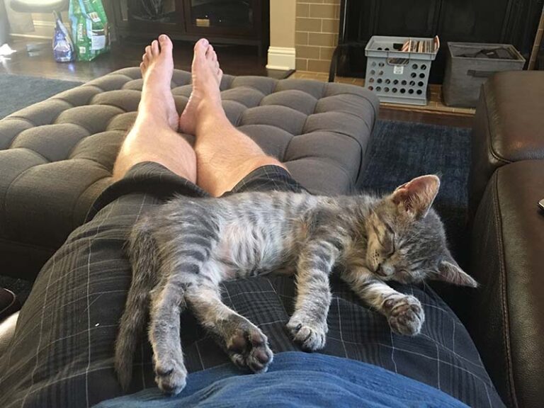 How to Rehome Your Pet Blog - Xerox the cat laying on someone's lap