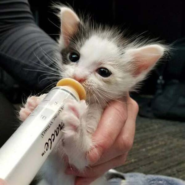 bottle baby kitten
