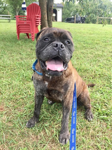Should We Question a Pet Owner’s Request for Euthanasia? These Pets Say Yes brindle dog 3 - Should We Question a Pet Owner’s Request for Euthanasia? These Pets Say Yes