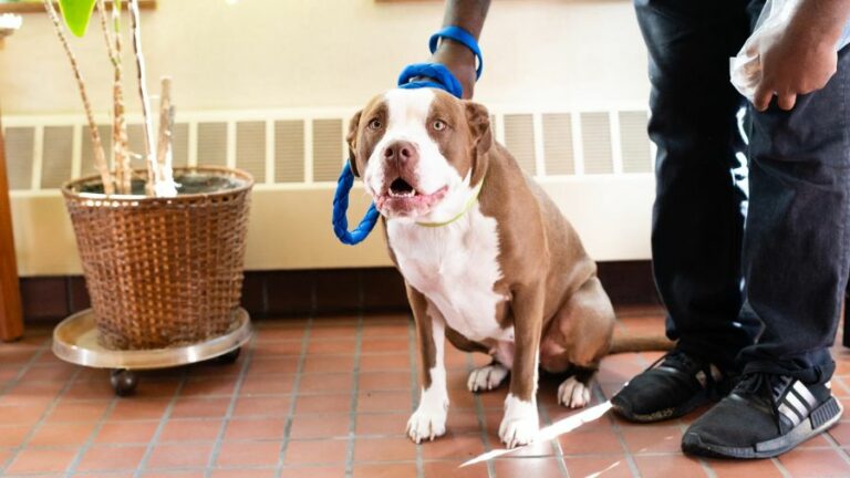 brown pittie on a leash | Animal Welfare Has a Cruelty to People Problem