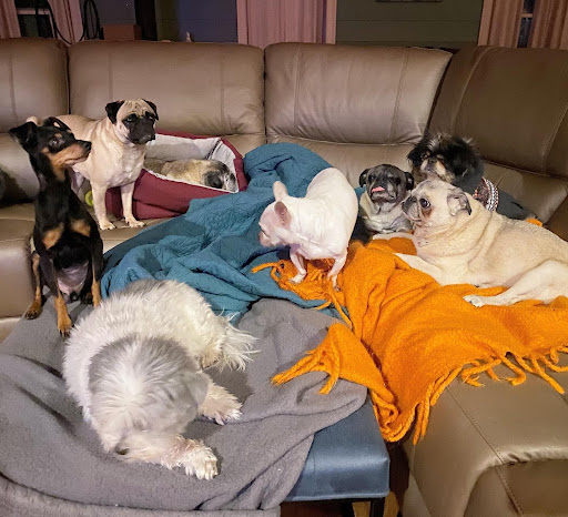 many dogs sitting on couch together