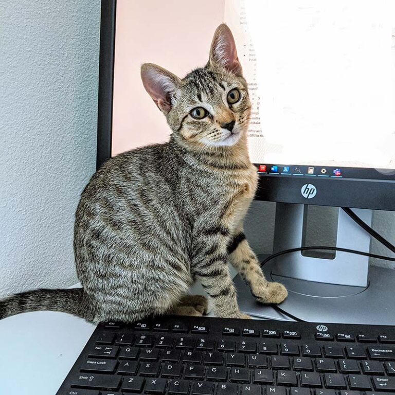 Cat in Front of Computer