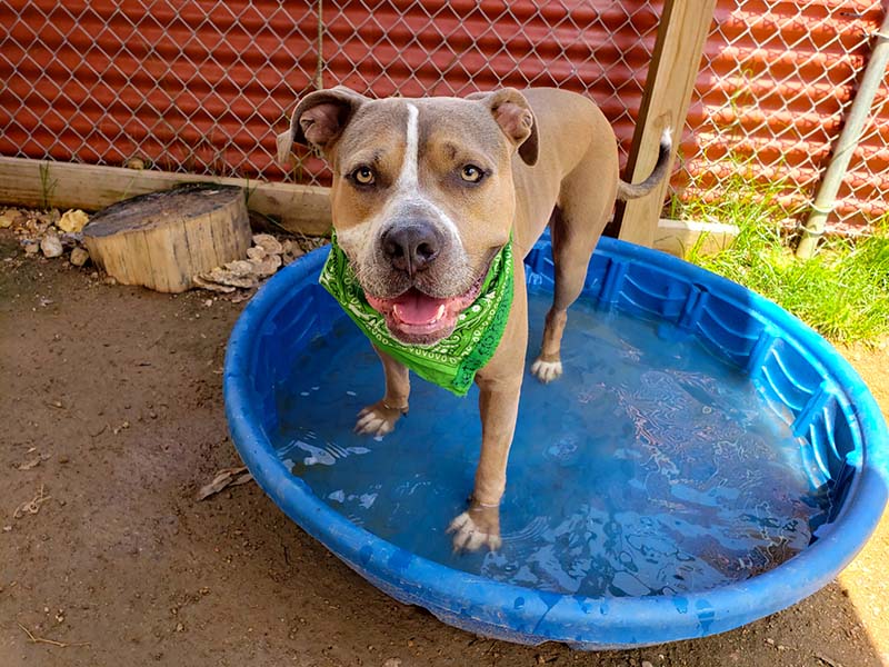 Catfish, a brown and white dog wearing a green bandana, standing in a kiddie pool.