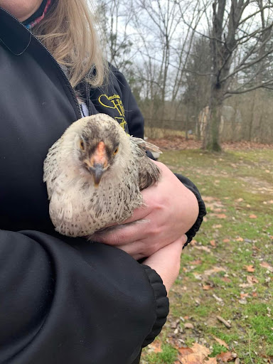 Chicken Fostering Isn’t Just a Good Idea It’s Clucking Great chicken close up - Chicken Fostering Isn’t Just a Good Idea It’s Clucking Great