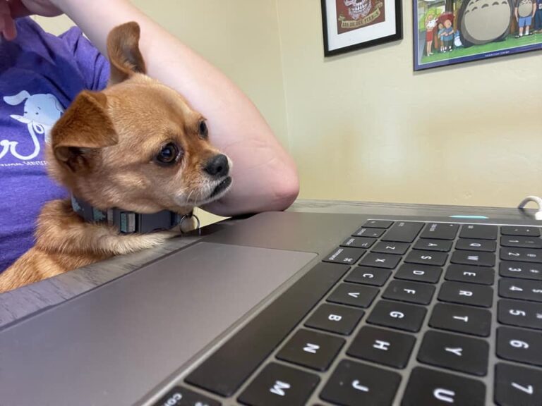 dog at a laptop | Steal These 11 Ideas! They're Mostly Free. They Will Make a Difference. We Promise.