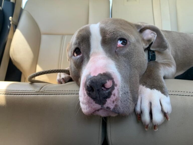 grey and white dog in the back of a car