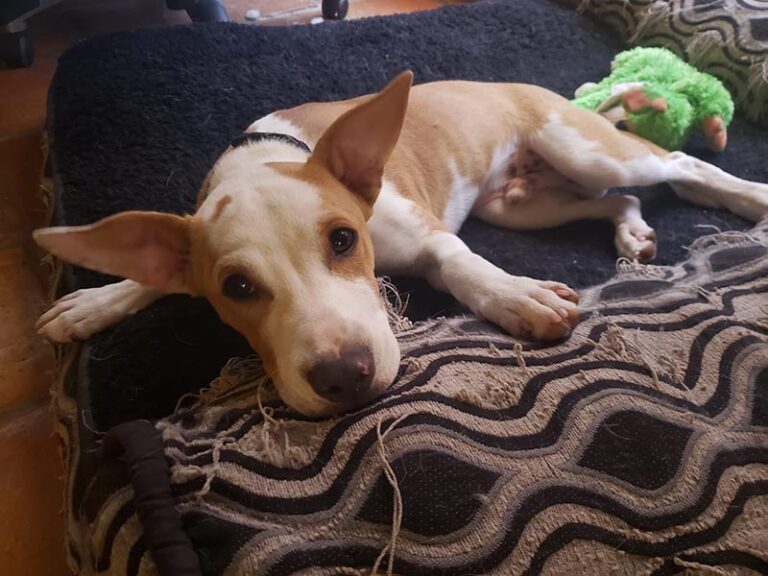 tan and white dog on a bed