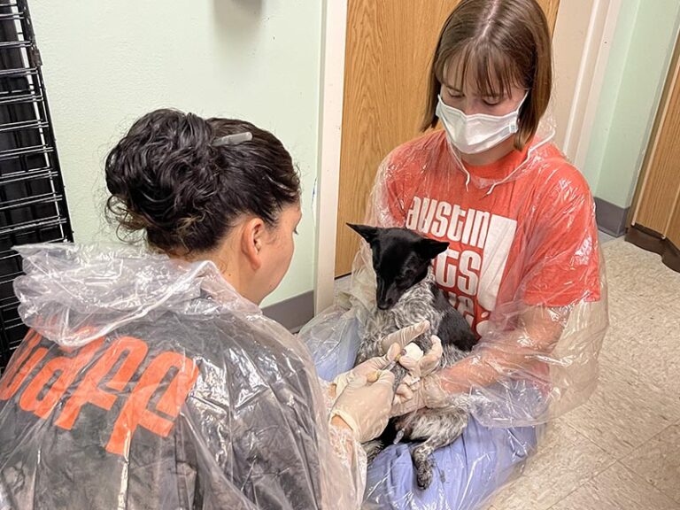 Small black and speckled dog receiving medical care from two staff members at Austin Pets Alive!.