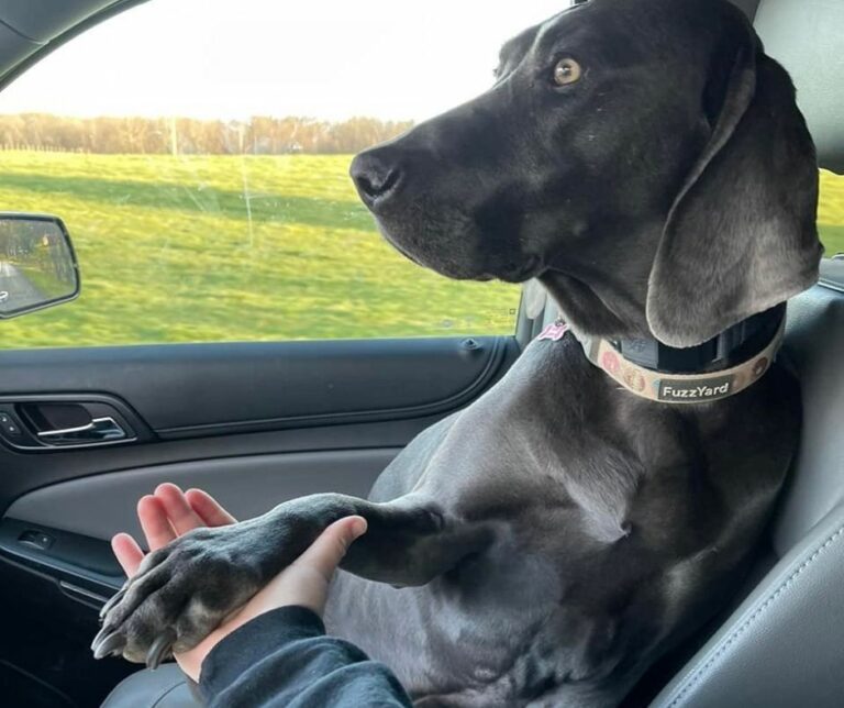 dog sitting in passenger seat car Giving Lost Pets a 'Free Ride Home Helps People Pets and Shelters