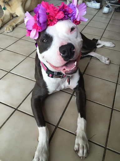 Should We Question a Pet Owner’s Request for Euthanasia? These Pets Say Yes dog with flower crown - Should We Question a Pet Owner’s Request for Euthanasia? These Pets Say Yes