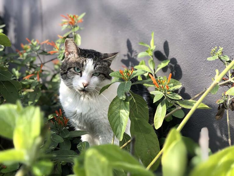 Grey and white cat sitting in plants in front of a grey wall.