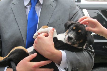 HASS Policy and Government - man in a suit holding a puppy