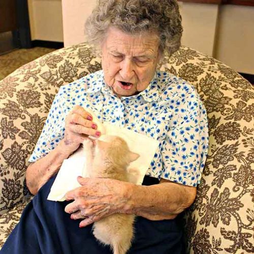 elderly woman feeding tiny kitten