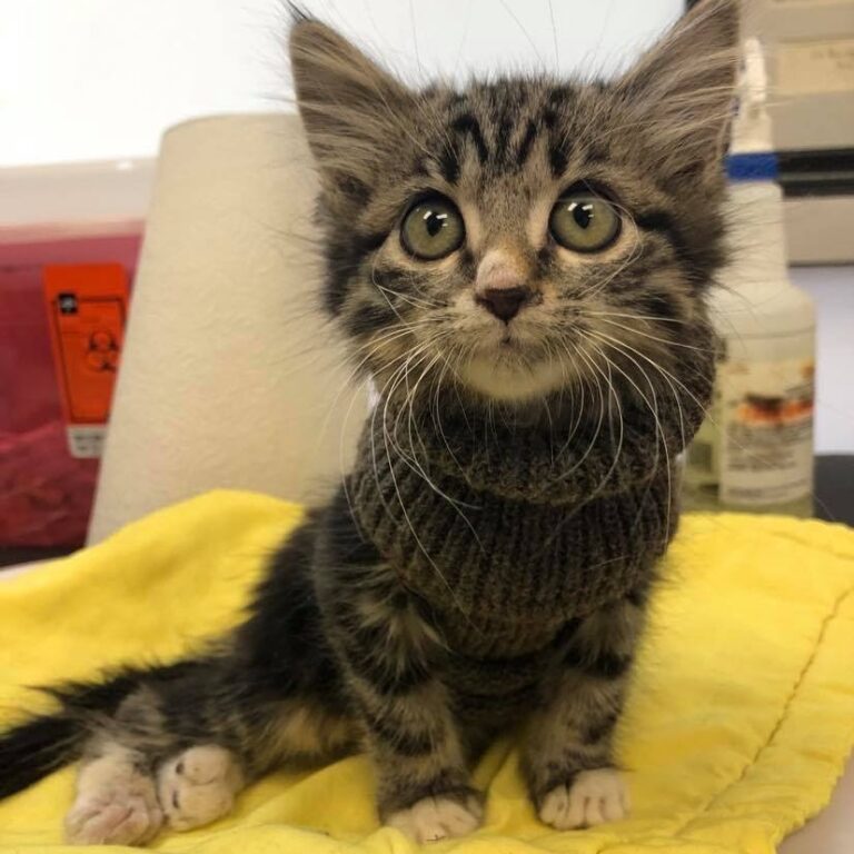 Giselle the kitten sitting on a yellow towel