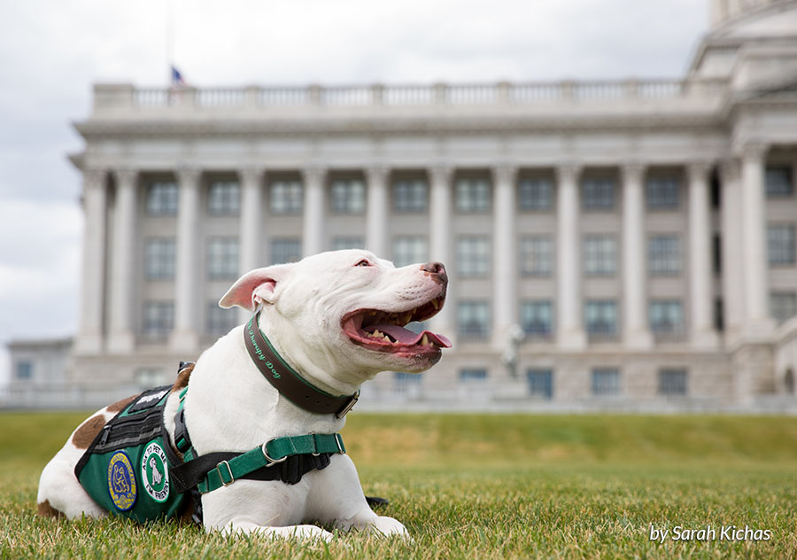 HASS Getting Started with Government Communications Toolkit - white pittie in front of the capitol