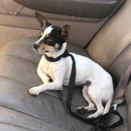One of Jade's Chihuahuas