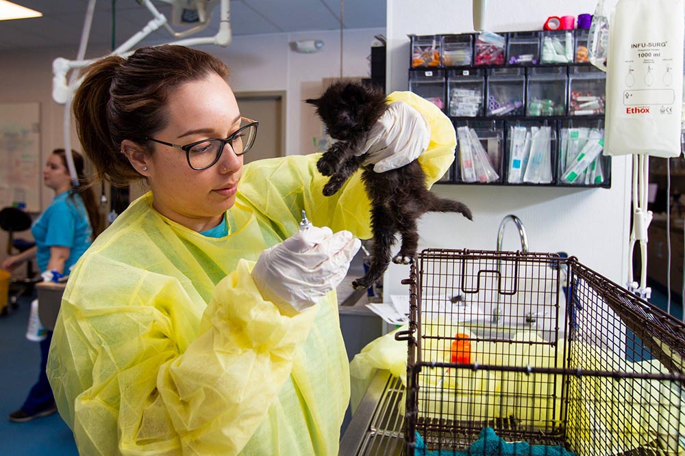 clinic staff holding a black kitten