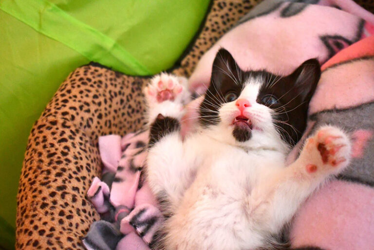 kitten with paws up - Kitten Season is Here Again, and We've Got Resources for You