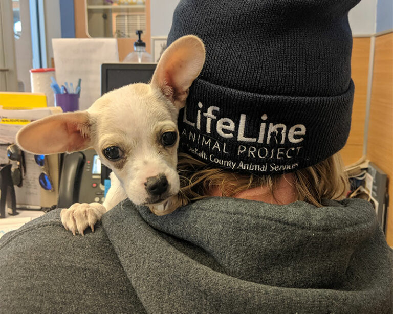 lifeline animal project - small chihuahua looking over a staff members shoulder