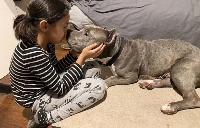 Little girl touching faces with her grey pittie type dog. She's wearing a striped shirt and has her black hair in pig tails.