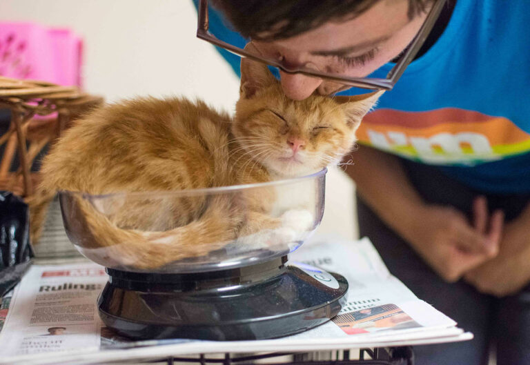 volunteer kissing a cat sleeping in a scale