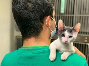 Volunteer holding a cat