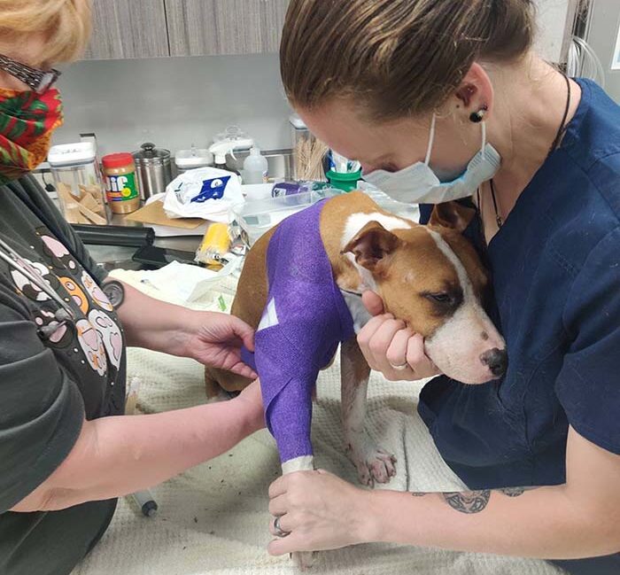 Medical Case Dog Intaked