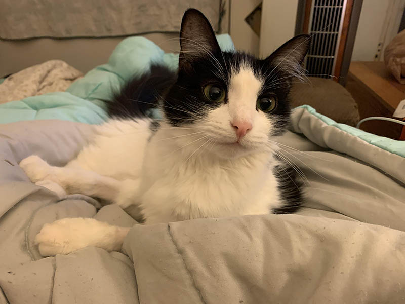 Nalla, a black and white cat looking at the camera