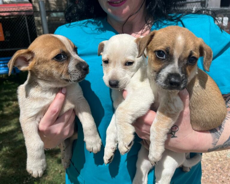 person-holding-3-puppies-Why-Would-Anyone-Buy-a-Dog-From-a-Backyard-Breeder