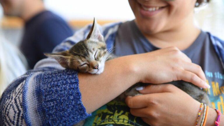 person-holding-kitten-6 Tips for Building a Barrier-Free, Inclusive Foster Base
