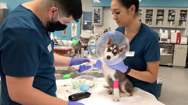 Shelter staff taking care of a husky puppy - Take Advantage of Staffing Shortage and Hire for Your Vision of the Future Webinar