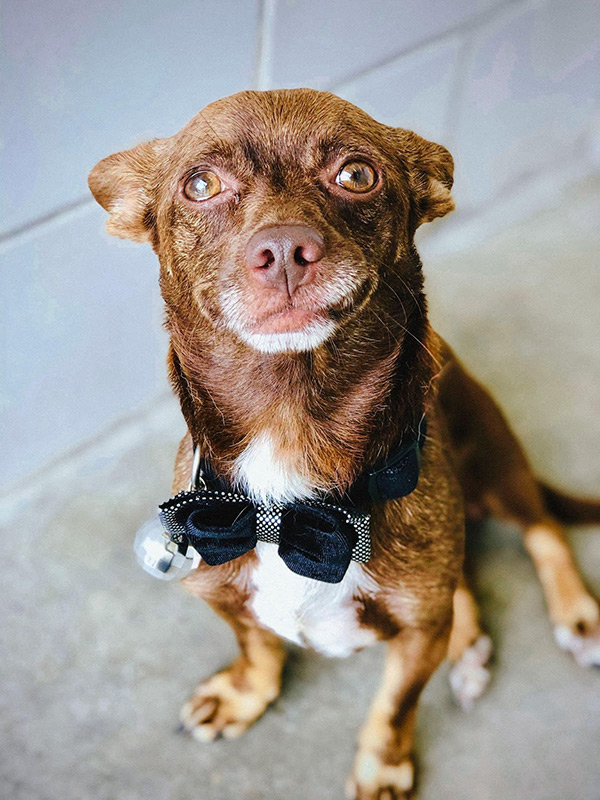 small brown dog wearing a bow tie - Case Management- Make It Your Animal Shelter's Superpower