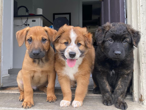 three puppies all looking at the camera - Funding for Animal & Environmental Causes Has Grown by $10 Billion in 10 Years